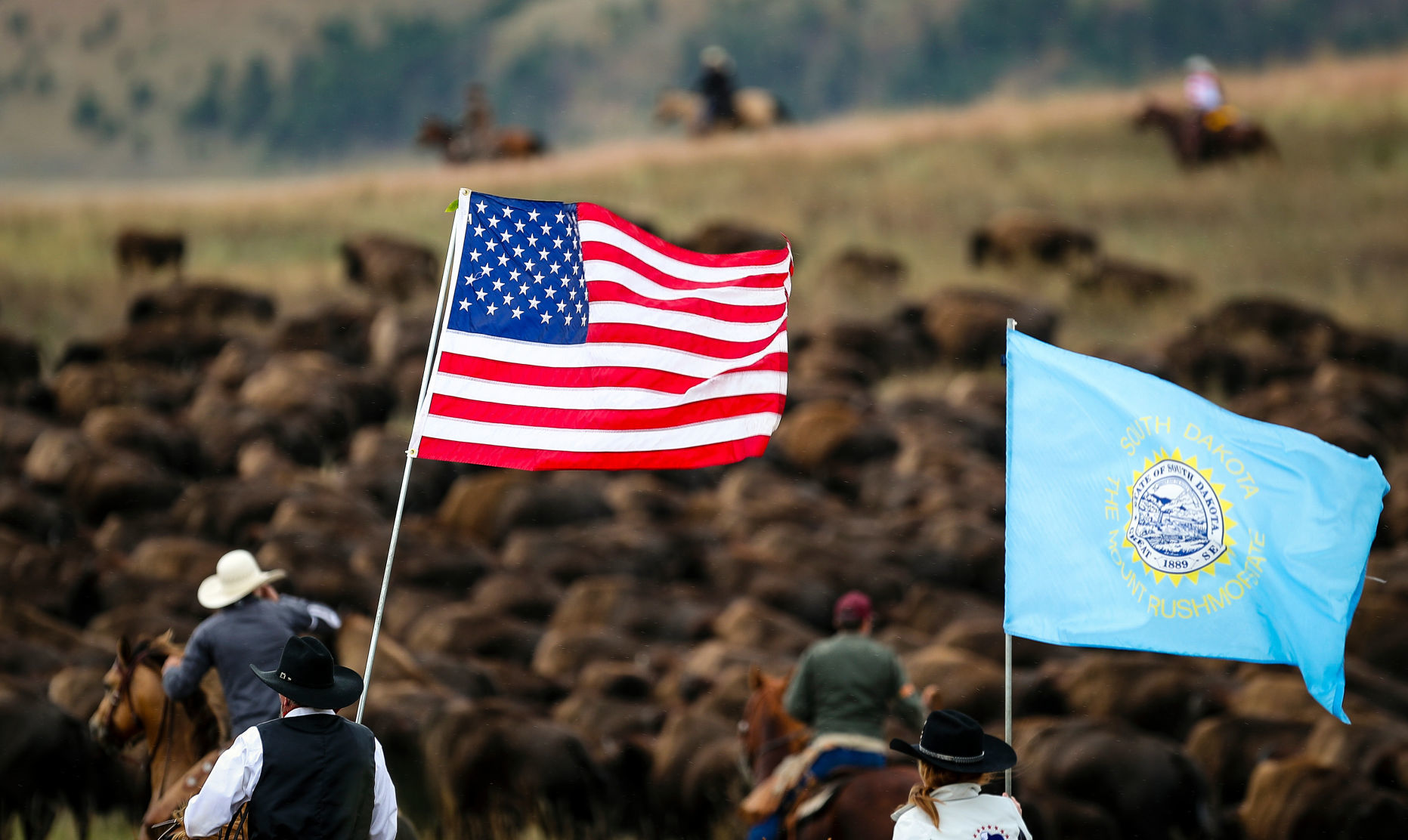 54th Annual Buffalo Roundup at Custer State Park